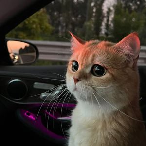 一个上添一个下添口是什么字
